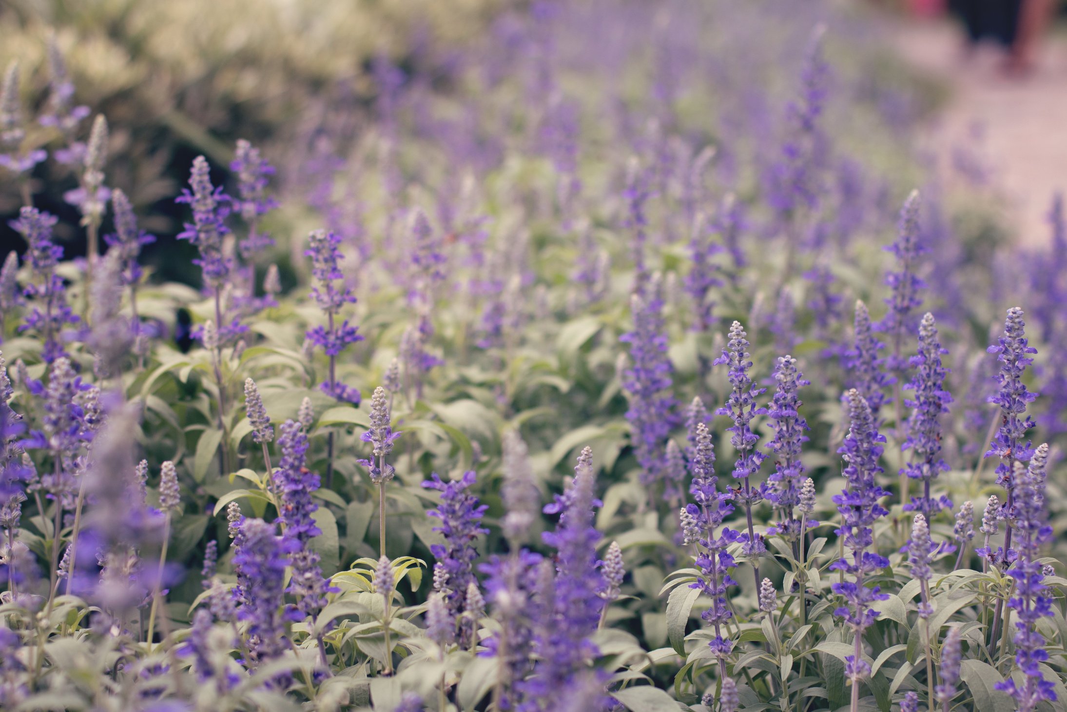 Purple Salvia divinorum flower shrub